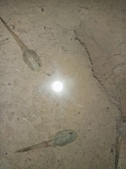 Hoplobatrachus chinensis