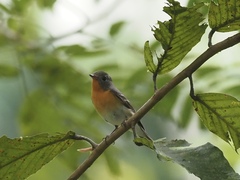 Ficedula mugimaki