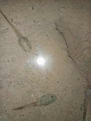 Hoplobatrachus chinensis