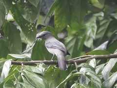 Lalage fimbriata