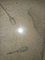 Hoplobatrachus chinensis