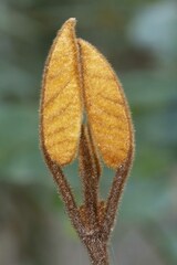 Trichocladus crinitus