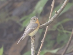 Ficedula mugimaki
