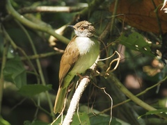 Rubigula erythropthalmos