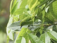 Chloropsis cyanopogon