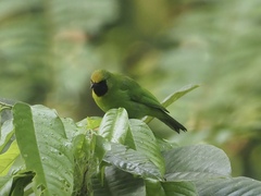 Chloropsis cyanopogon