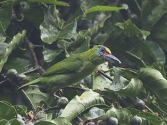 Psilopogon mystacophanos