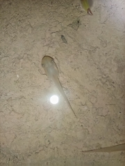 Polypedates leucomystax