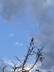 Lanius excubitoroides