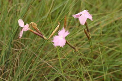Dianthus zeyheri