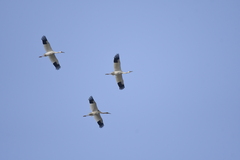 Leucogeranus leucogeranus