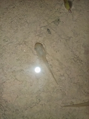 Polypedates leucomystax