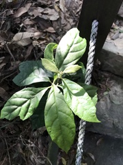 Decaneuropsis gratiosa