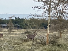 Kobus ellipsiprymnus defassa