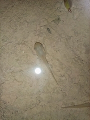 Polypedates leucomystax