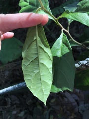 Decaneuropsis gratiosa