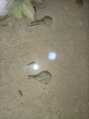 Microhyla mukhlesuri