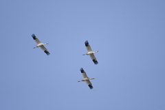 Leucogeranus leucogeranus