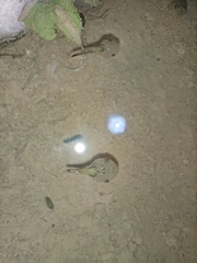 Microhyla mukhlesuri