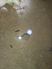 Microhyla mukhlesuri