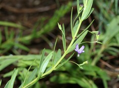 Rotheca hirsuta