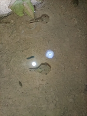 Microhyla mukhlesuri