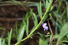 Rotheca hirsuta