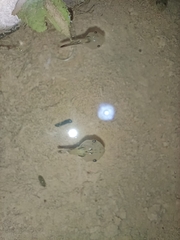 Microhyla mukhlesuri