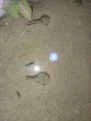 Microhyla mukhlesuri