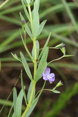 Rotheca hirsuta