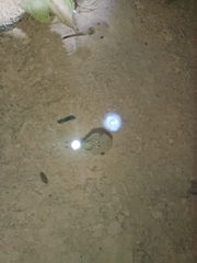 Microhyla mukhlesuri