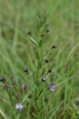 Rotheca hirsuta