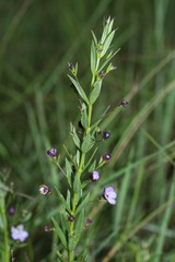 Rotheca hirsuta