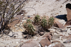 Echinocereus enneacanthus enneacanthus