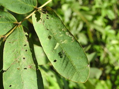 Pseudomyrmex gracilis