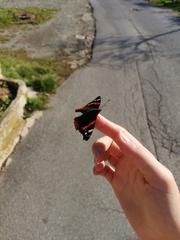 Vanessa atalanta