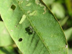 Pseudomyrmex gracilis