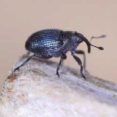 Ceutorhynchus erysimi