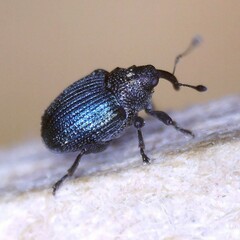 Ceutorhynchus erysimi