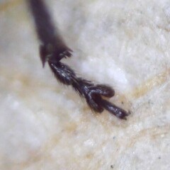 Ceutorhynchus erysimi