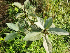 Ficus erecta beecheyana