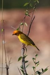 Sicalis columbiana