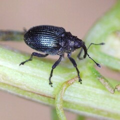 Ceutorhynchus erysimi