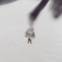 Ceutorhynchus erysimi