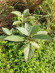 Ficus erecta beecheyana
