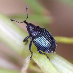 Ceutorhynchus erysimi