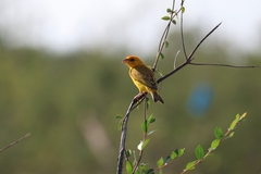 Sicalis columbiana
