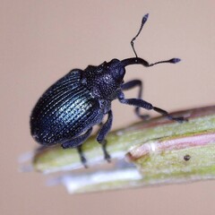 Ceutorhynchus erysimi