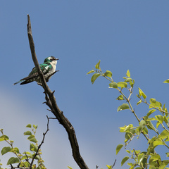 Chrysococcyx caprius