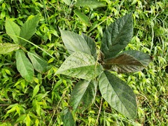 Ficus erecta beecheyana